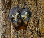 JuvenileSaw Whet001